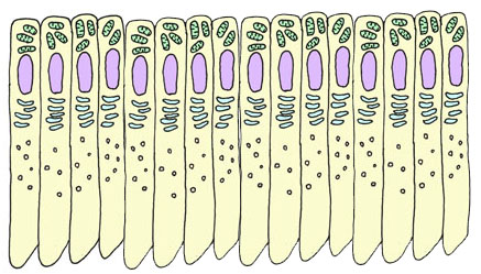 ameloblasts