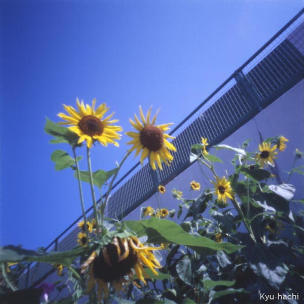 Holga 120PC
