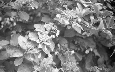Petri F1.9