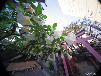 Pentax Q / Theia 1.3mm F3