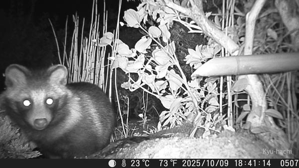 Sucra
              DVR-Z4 ��̃^�k�L