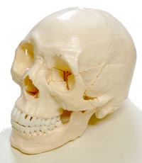 Skull 22 parts natural