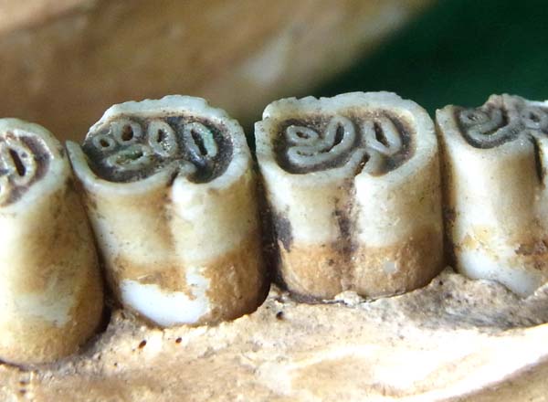 Molars of Hystrix