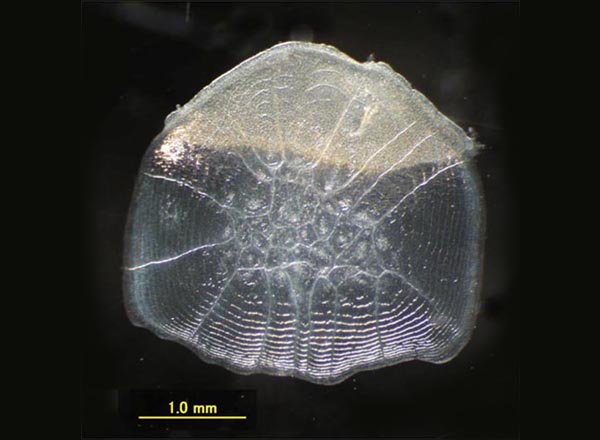 Uroko Scales